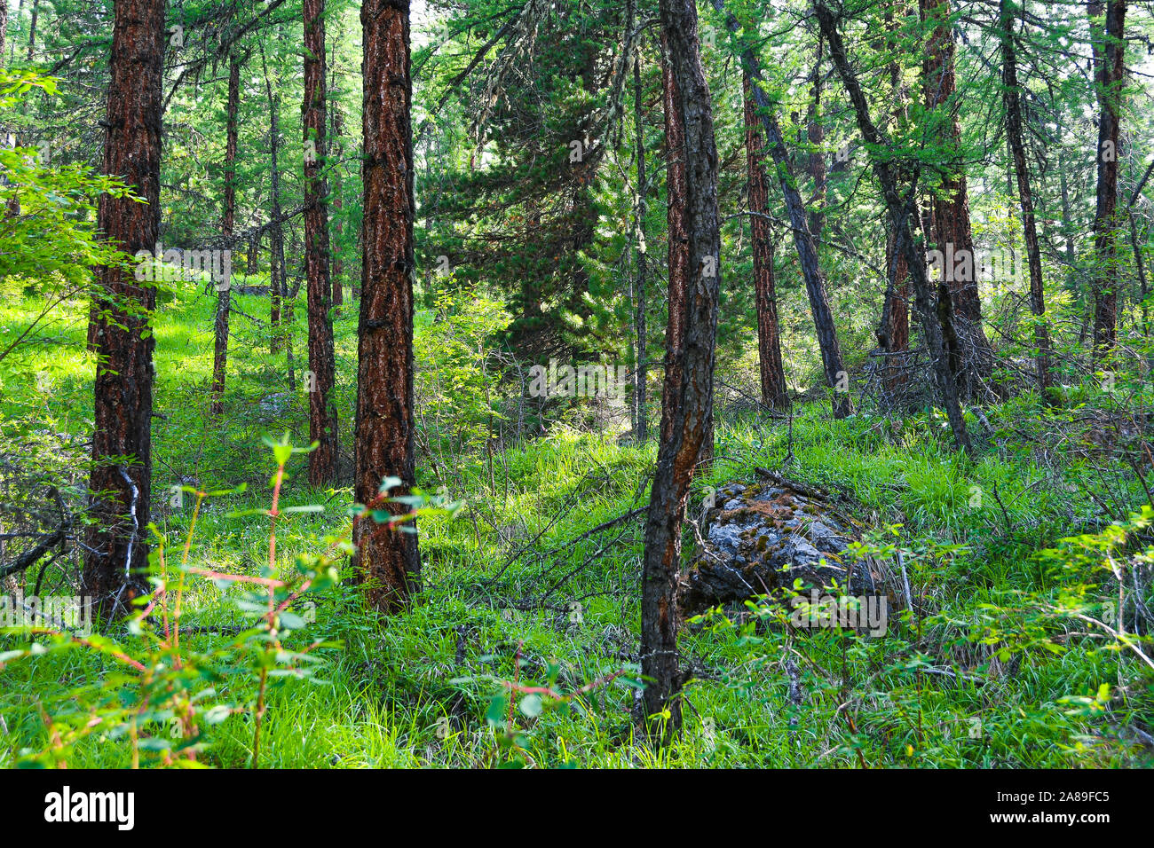 Siberian taiga forest hires stock photography and images Alamy