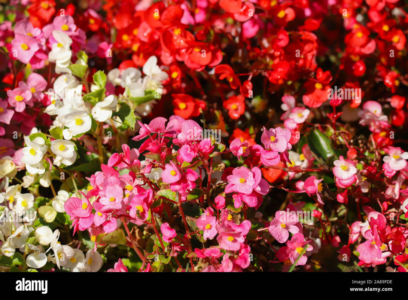 Close up red, white and pink begonia flowers in full bloom in the summer sunshine Stock Photo