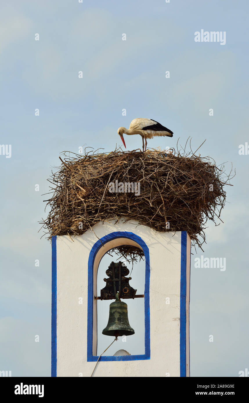 Storks in Spring. Comporta, Alentejo. Portugal Stock Photo