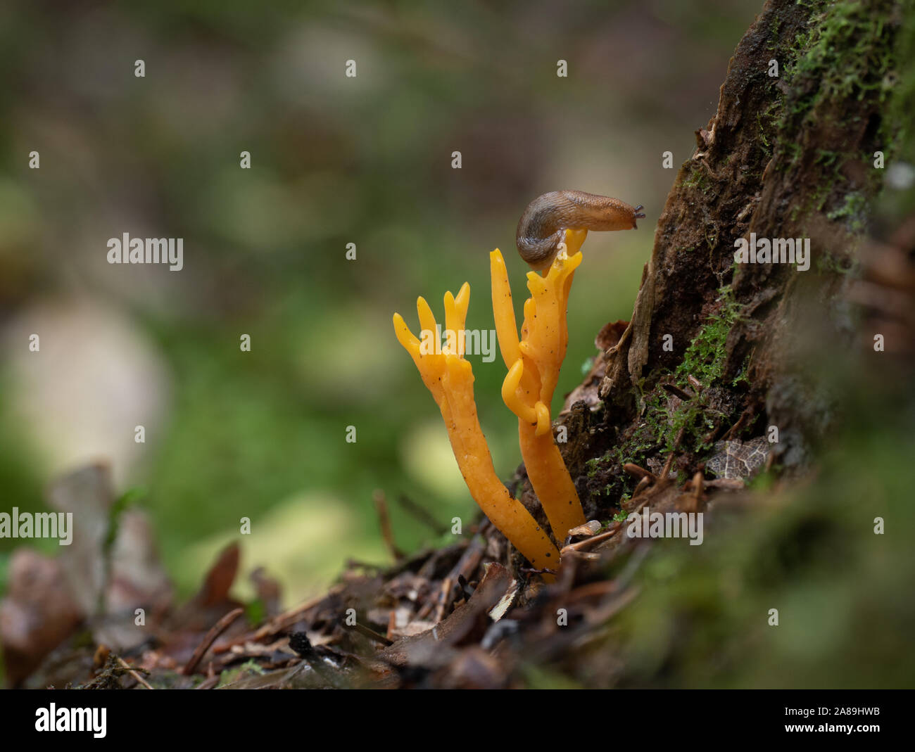 Slug crawling on Calocera viscosa mushroom Stock Photo