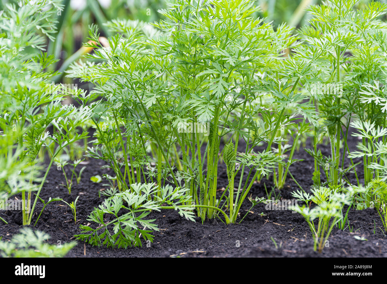 Green carrot leaves grow in a garden bed Stock Photo Alamy