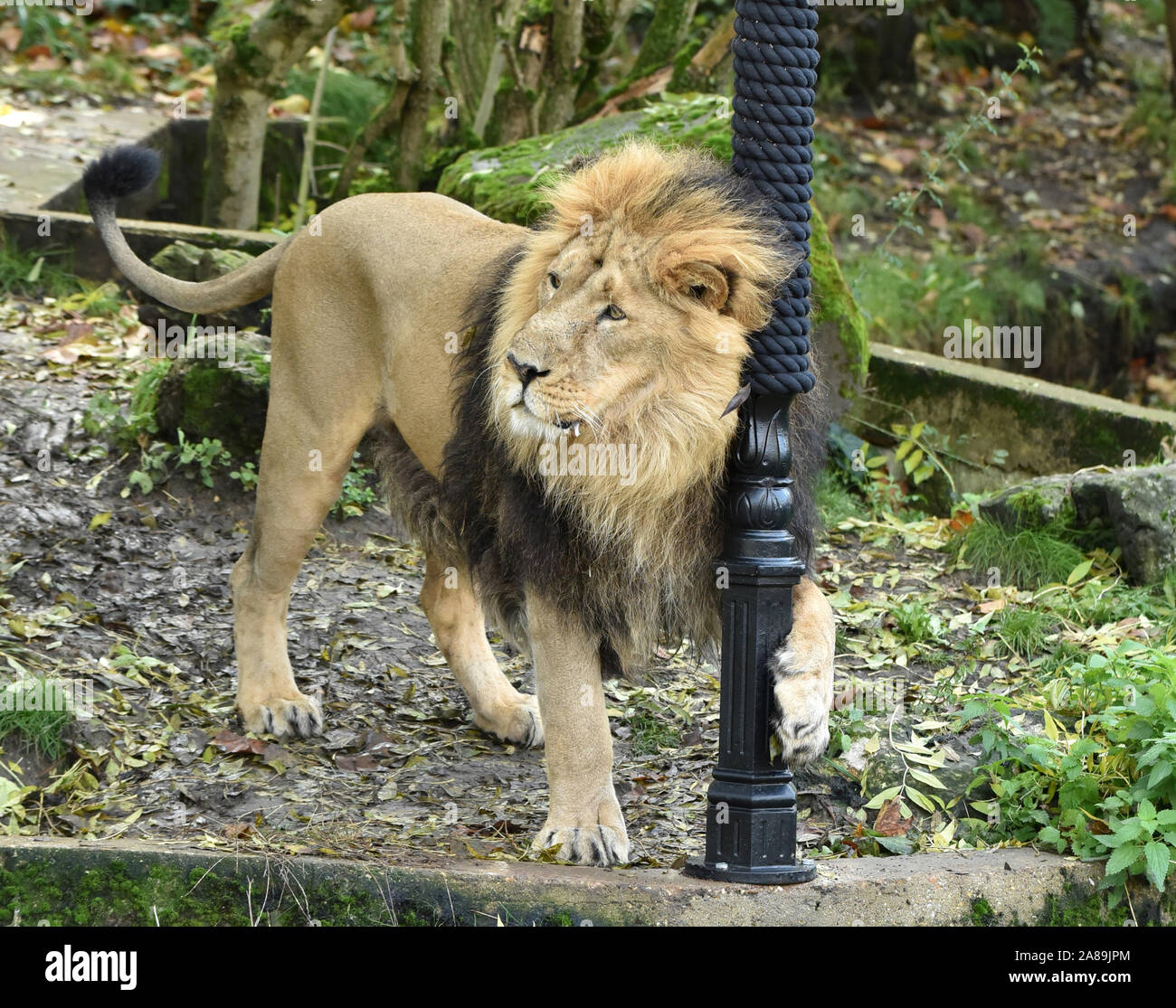 The Lion The Witch And The Wardrobe Stock Photos The Lion The