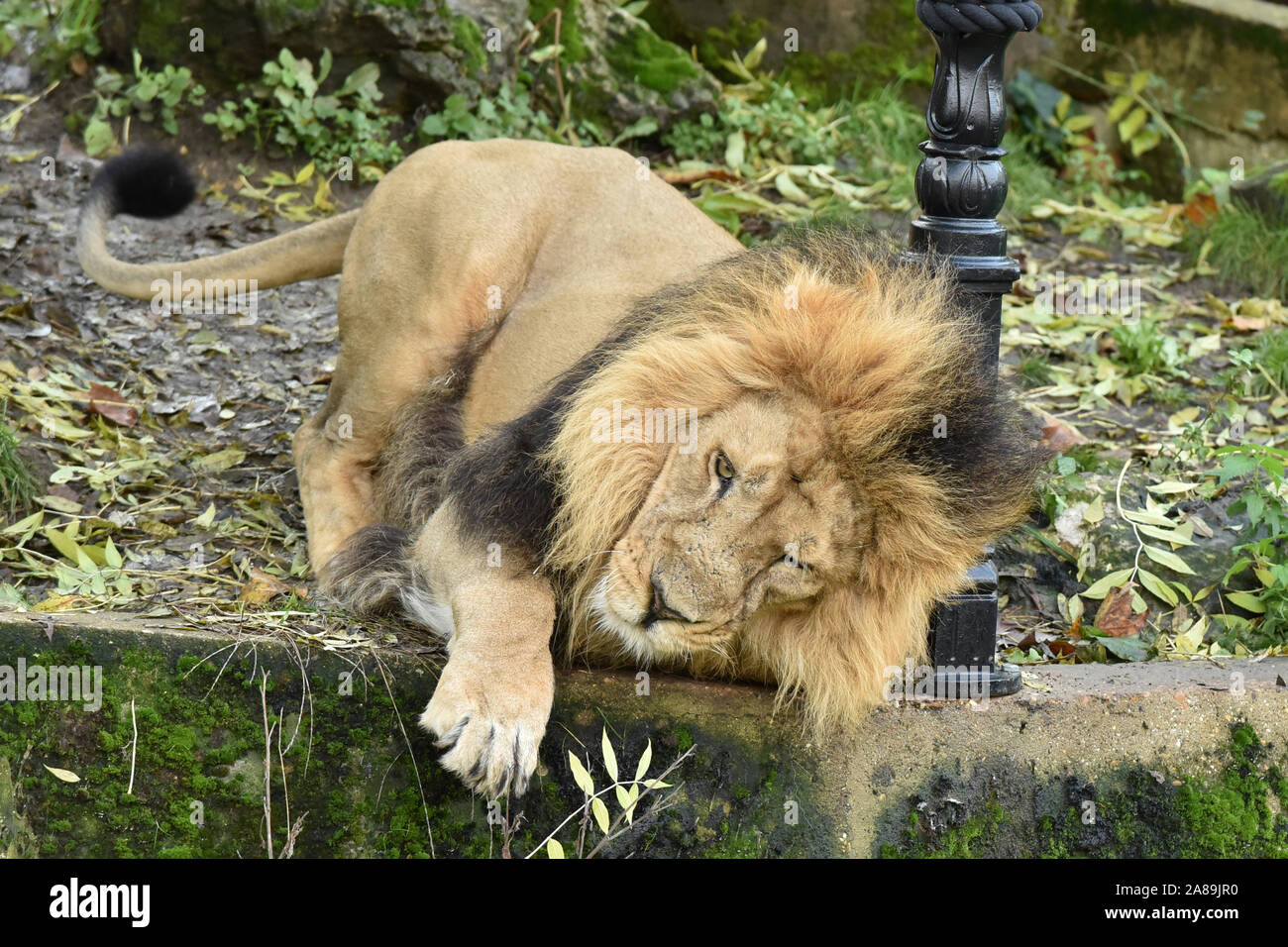 London, UK. 07th Nov, 2019. Bhanu the male lion gets to grips with a new custom-made, scratching lamp-post made off cast iron and hessian rope, to launch a partnership between ZSL London Zoo and The Bridge Theatre and their new production of The Lion, the Witch and the Wardrobe this Christmas at ZSL London Zoo. Credit: SOPA Images Limited/Alamy Live News Stock Photo