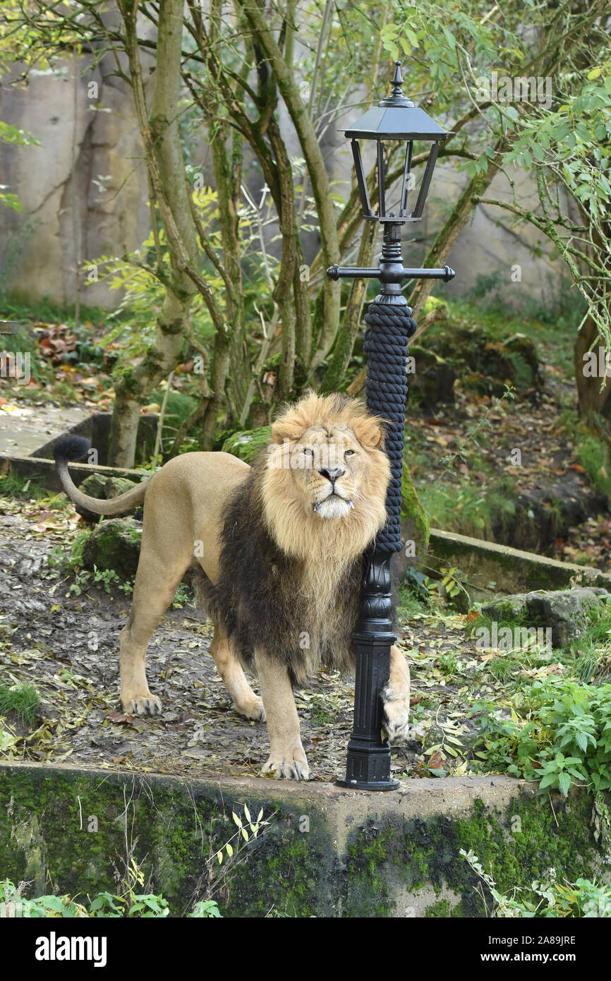 London, UK. 07th Nov, 2019. Bhanu the male lion gets to grips with a new custom-made, scratching lamp-post made off cast iron and hessian rope, to launch a partnership between ZSL London Zoo and The Bridge Theatre and their new production of The Lion, the Witch and the Wardrobe this Christmas at ZSL London Zoo. Credit: SOPA Images Limited/Alamy Live News Stock Photo