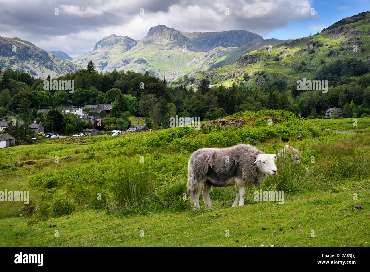 Elterwater in Langdale valley with Herdwick sheep and distant Loft and Thorn Crag, Harrison Stickle and Pavey Ark peaks Lake District England Stock Photo