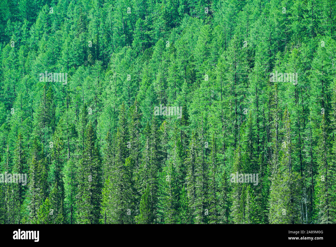 Dense coniferous forest hi-res stock photography and images - Alamy