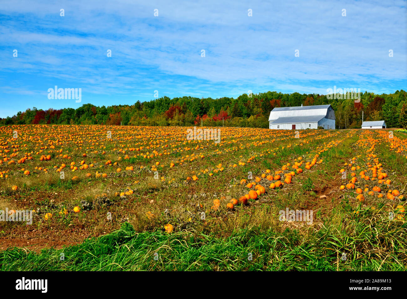 A horizontal image of a farm field full of pumpkins near Sussex New Brunswick Canada. Stock Photo