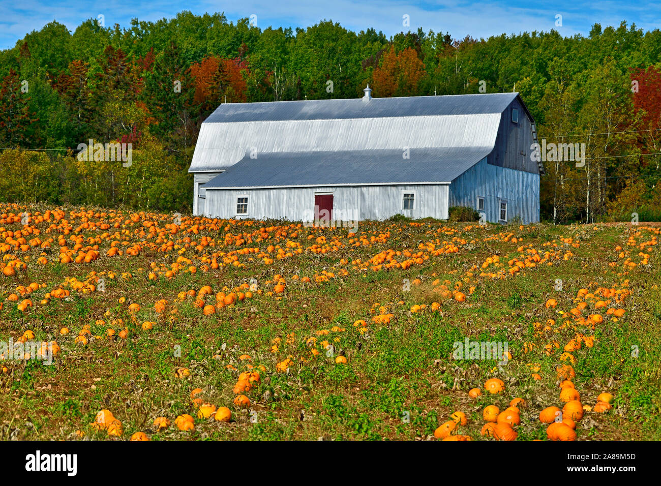 A horizontal image of a steel barn and farm field full of pumpkins near Sussex New Brunswick Canada. Stock Photo