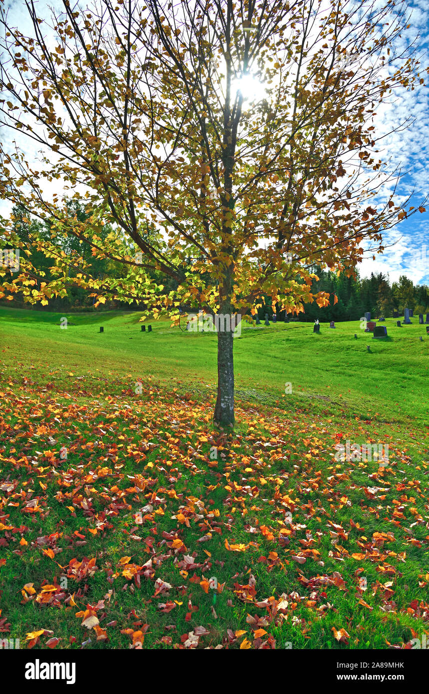 Maple tree canada hi-res stock photography and images - Alamy