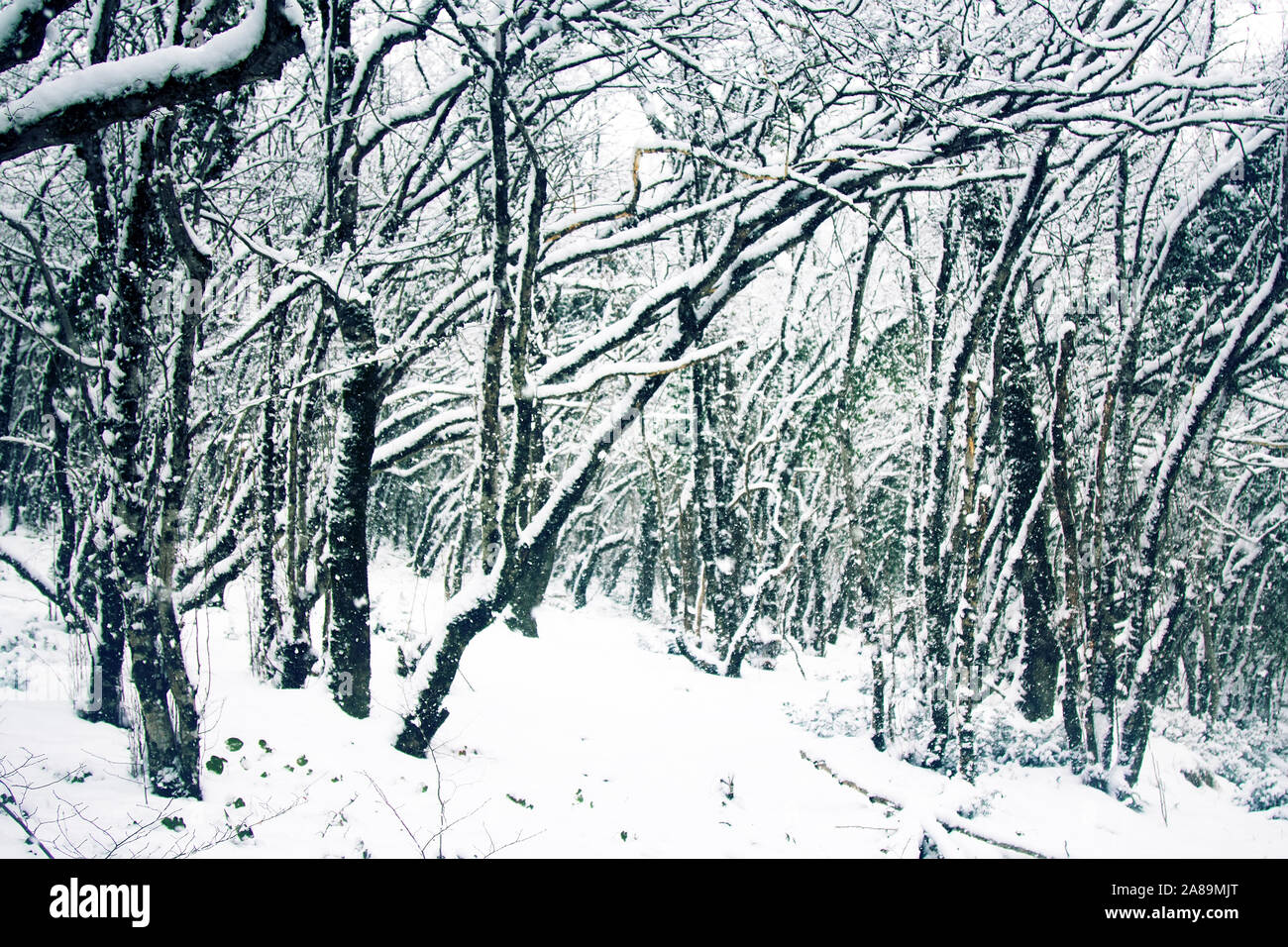 Winter deciduous forest on shore of Black sea. European hornbeam (Carpinus betulus), hornbeam-wood, Trees covered with epiphytes, lianas (ivy, vine), Stock Photo