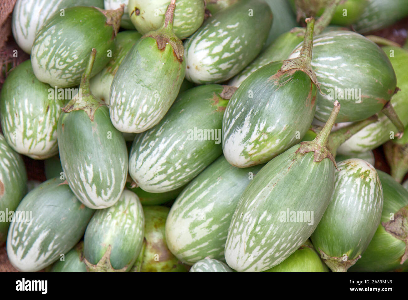Squash background. Oval green speckled zucchini in the Indian market