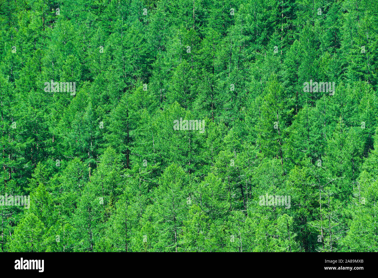 Dense forest cover hi-res stock photography and images - Alamy