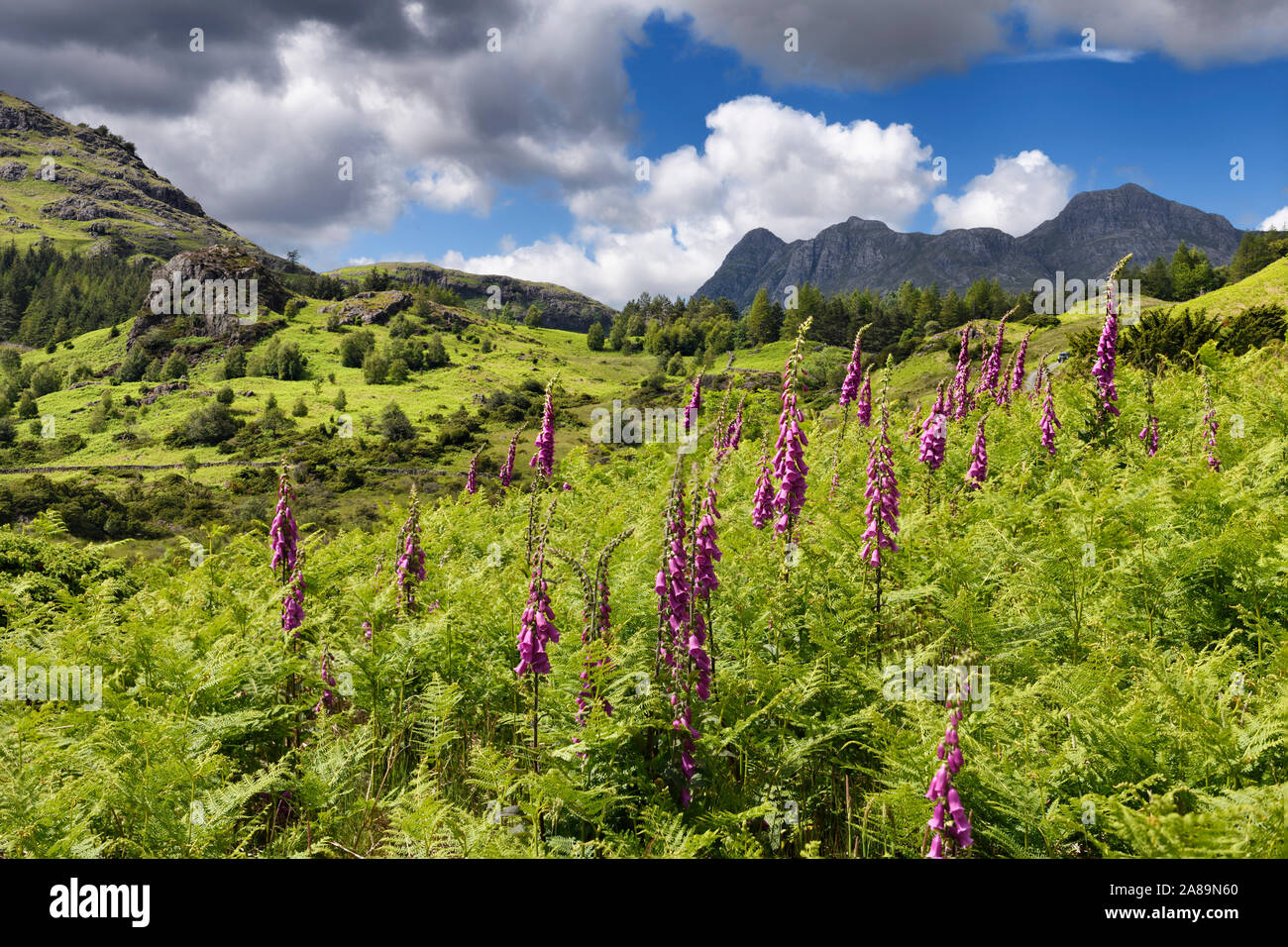 Sharp focus on foxglove flowers and bracken with Blake Rigg on left and distant Pike of Stickle Loft Crag Thorn Crag and Harrison Stickle England Stock Photo