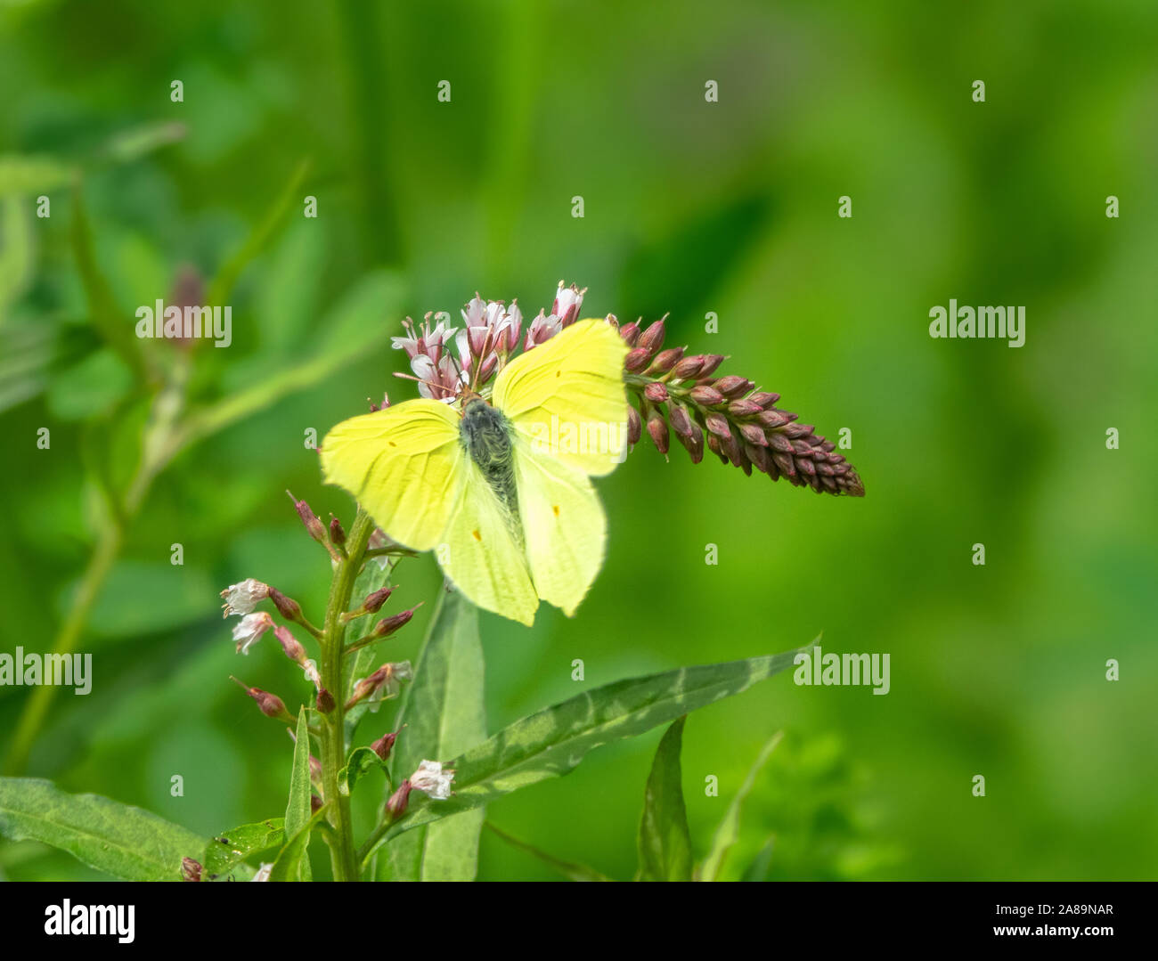 brimstone butterfly (Gonepteryx rhamni) on Black Berry flower. The valley of the river Pshish, the Main Caucasian ridge Stock Photo