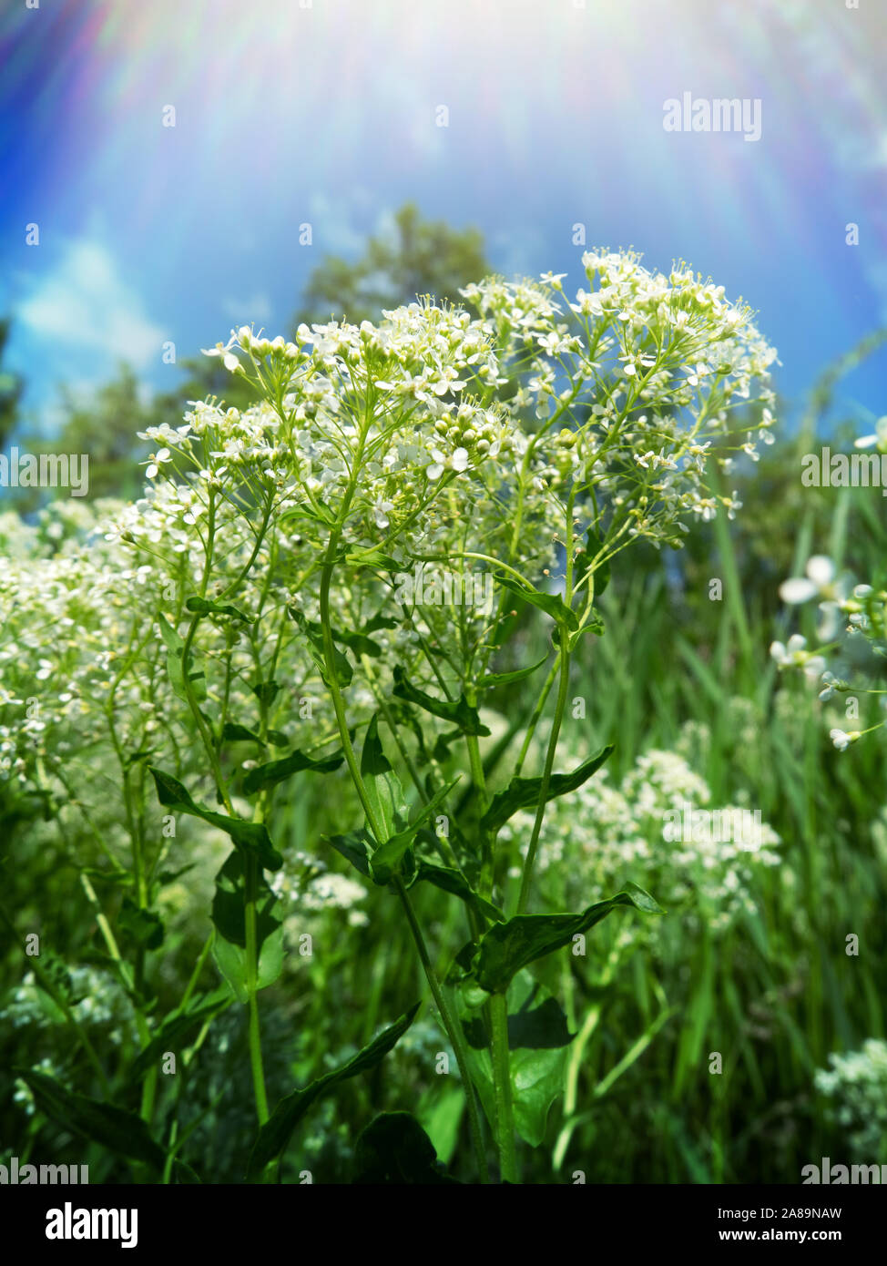 Hoary pepperwort (Cardaria draba) is Medicinal herbs as antiscorbutic remedies, average flow of the Volga river Stock Photo