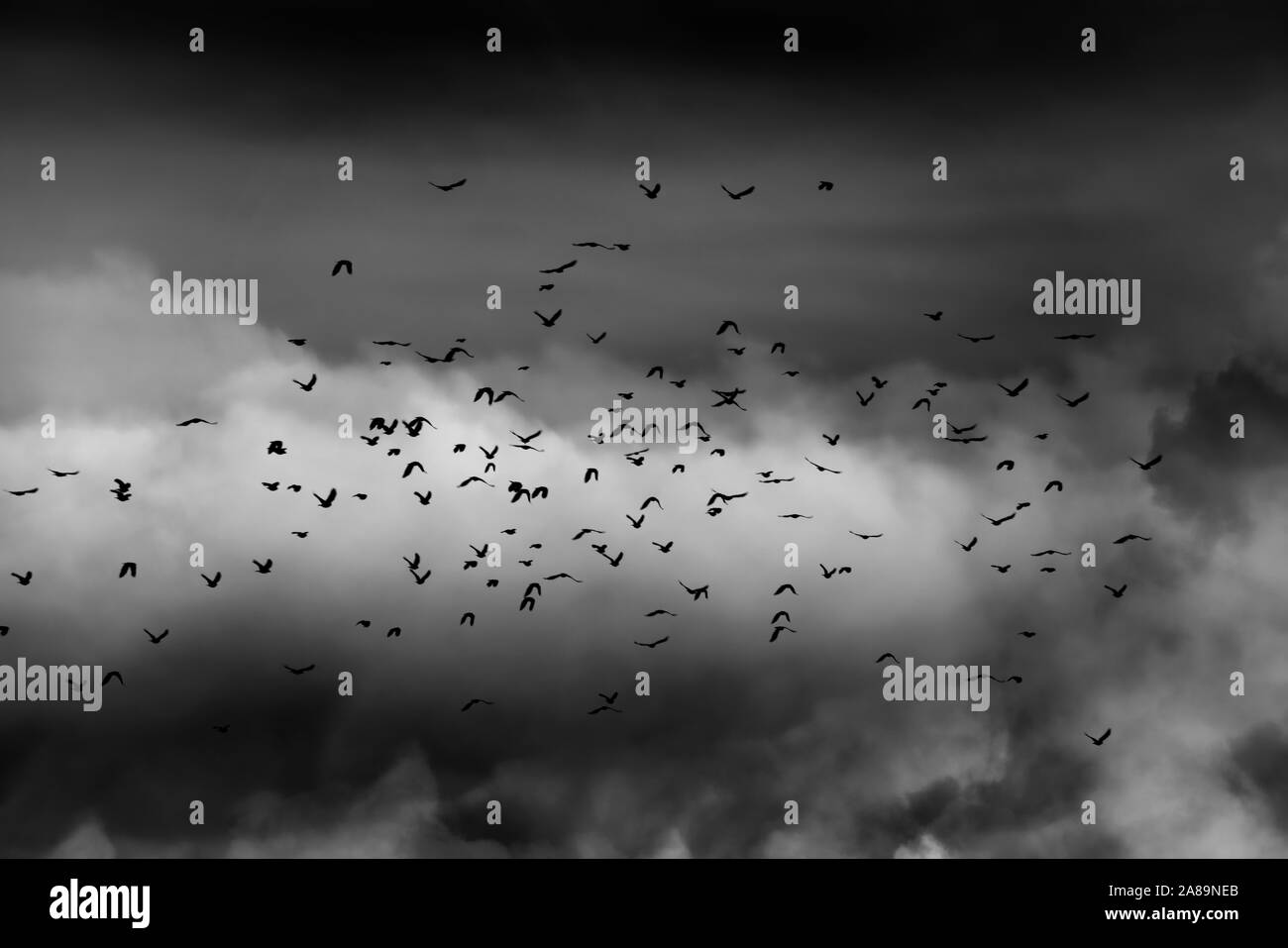 flying crows, dark sky Stock Photo