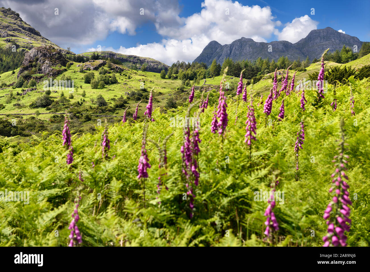 Floxglove flowers and bracken in Little Langdale with Blake Rigg on left and distant Pike of Stickle Loft Crag Thorn Crag and Harrison Stickle Stock Photo