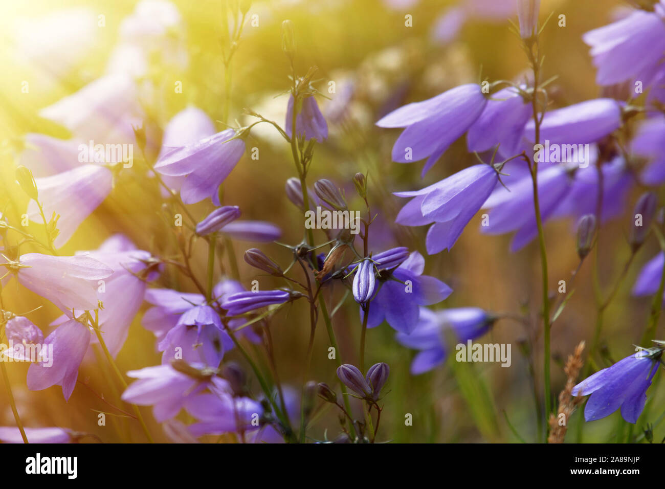 Bell flower opens towards the sun, warm rays of the sun, summer flowers