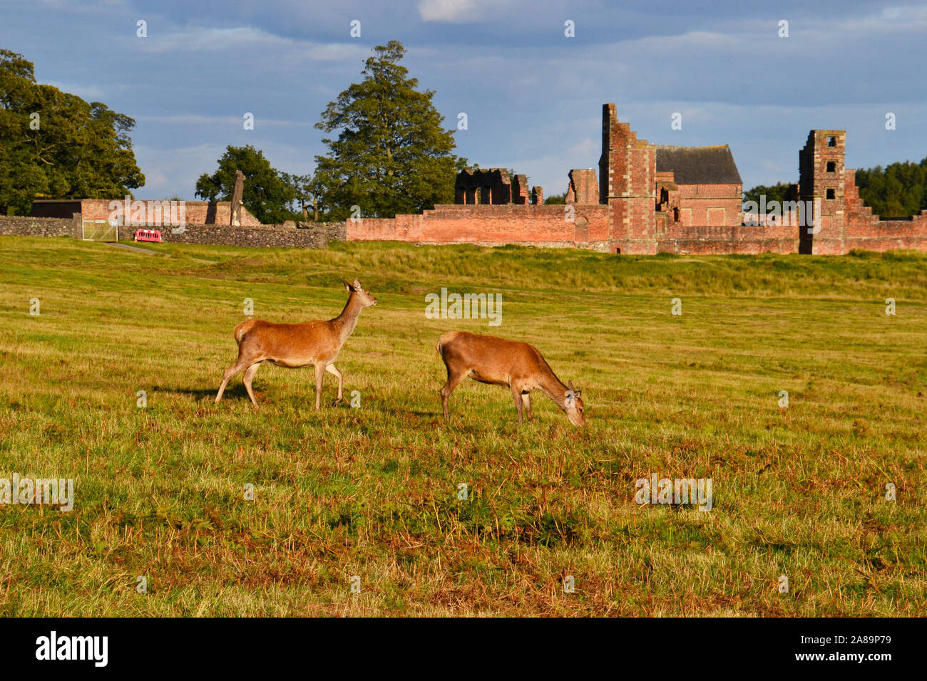 Deer In Bradgate Park Leicester Leicestershire England UK Stock 