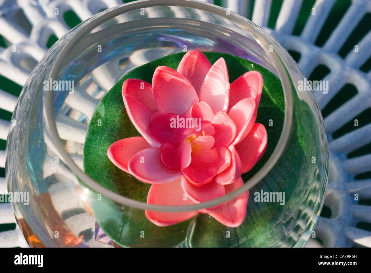 Red lilly hi-res stock photography and images - Alamy