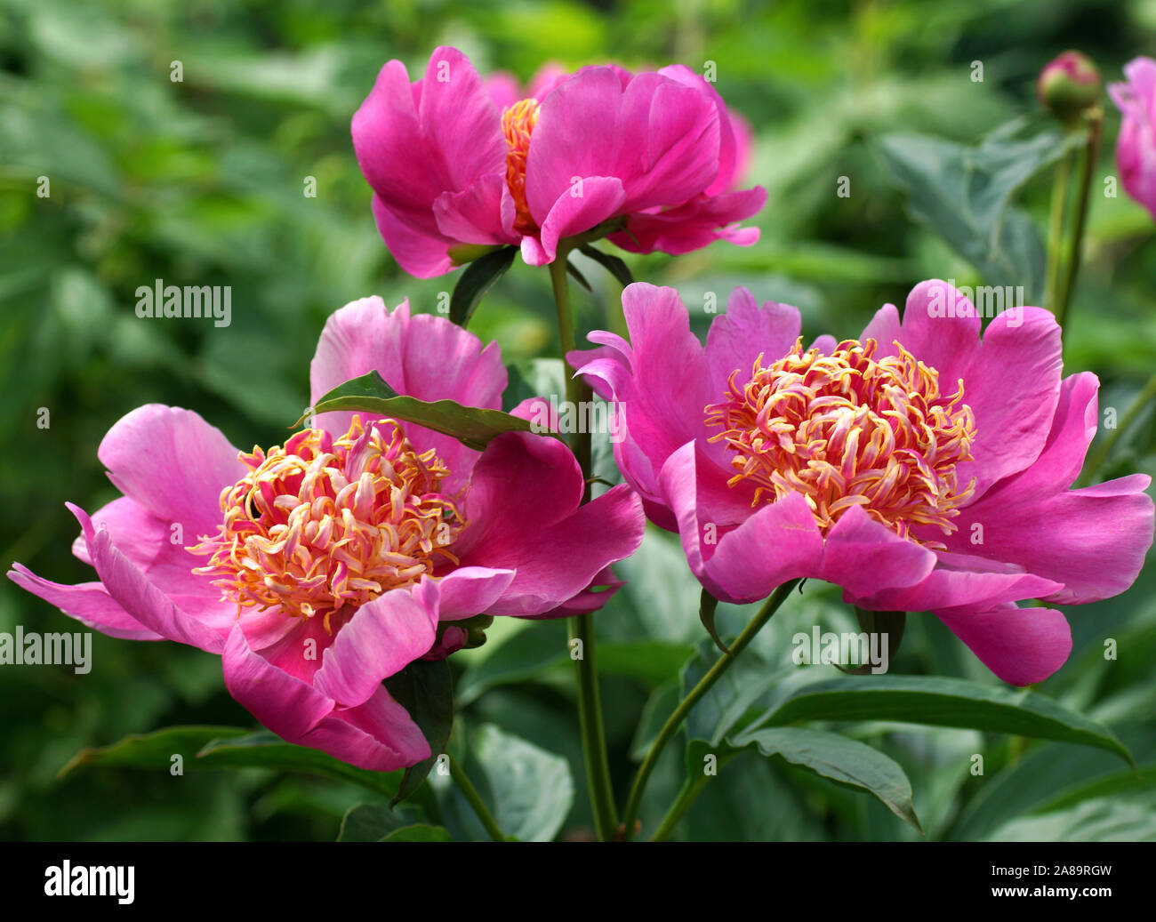 Peony Neon.  Japanese pink peony flower. Paeonia lactiflora (Chinese peony or common garden peony) Stock Photo