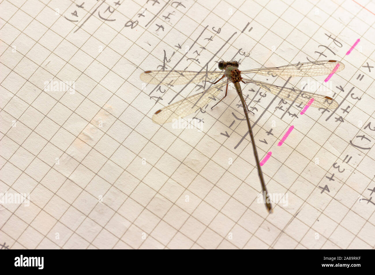 Damselfly rests on a maths note Stock Photo