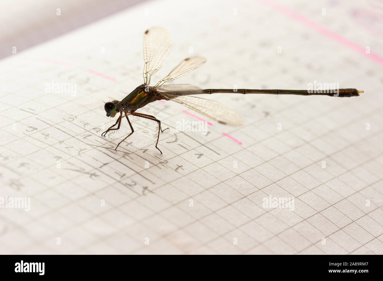 Dragonfly resting on a notebook in mathematics Stock Photo