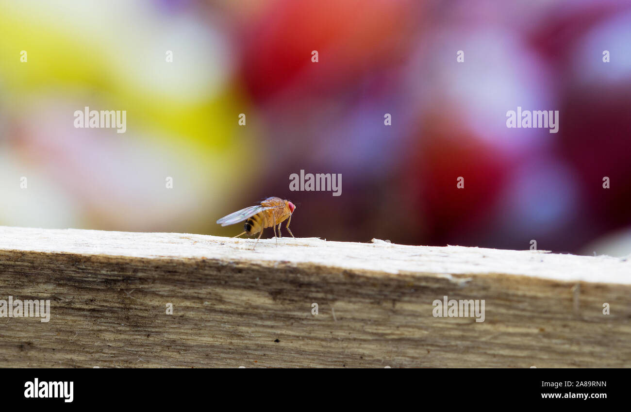 Fruit fly sitting on a crate of grapes Stock Photo