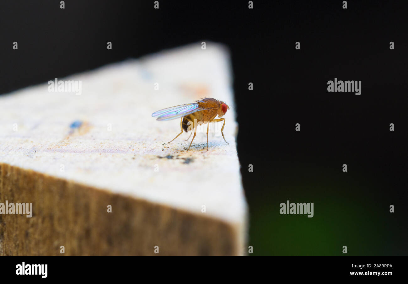 One fruit fly insect sitting Stock Photo