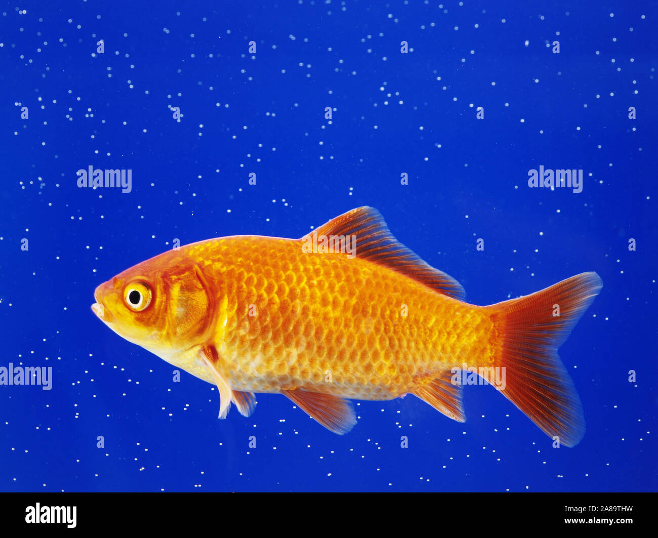 Goldfisch schwimmt im Aquarium Stock Photo