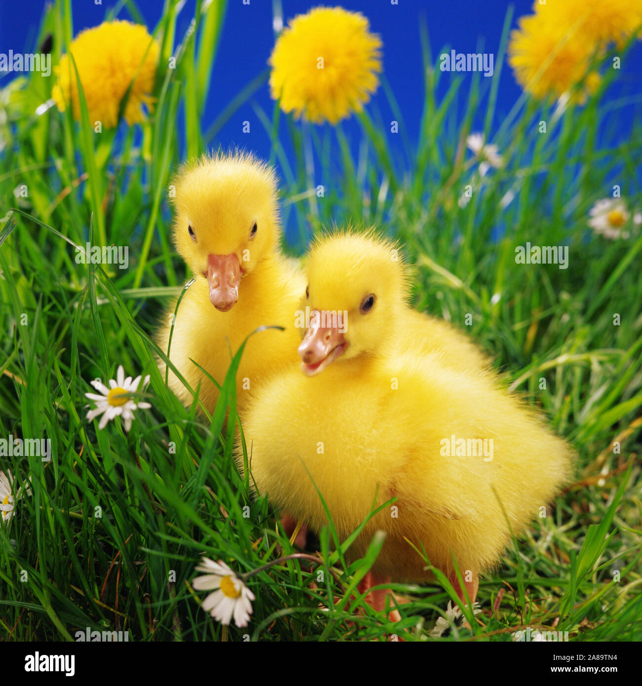 Zwei Blumen High Resolution Stock Photography And Images Alamy