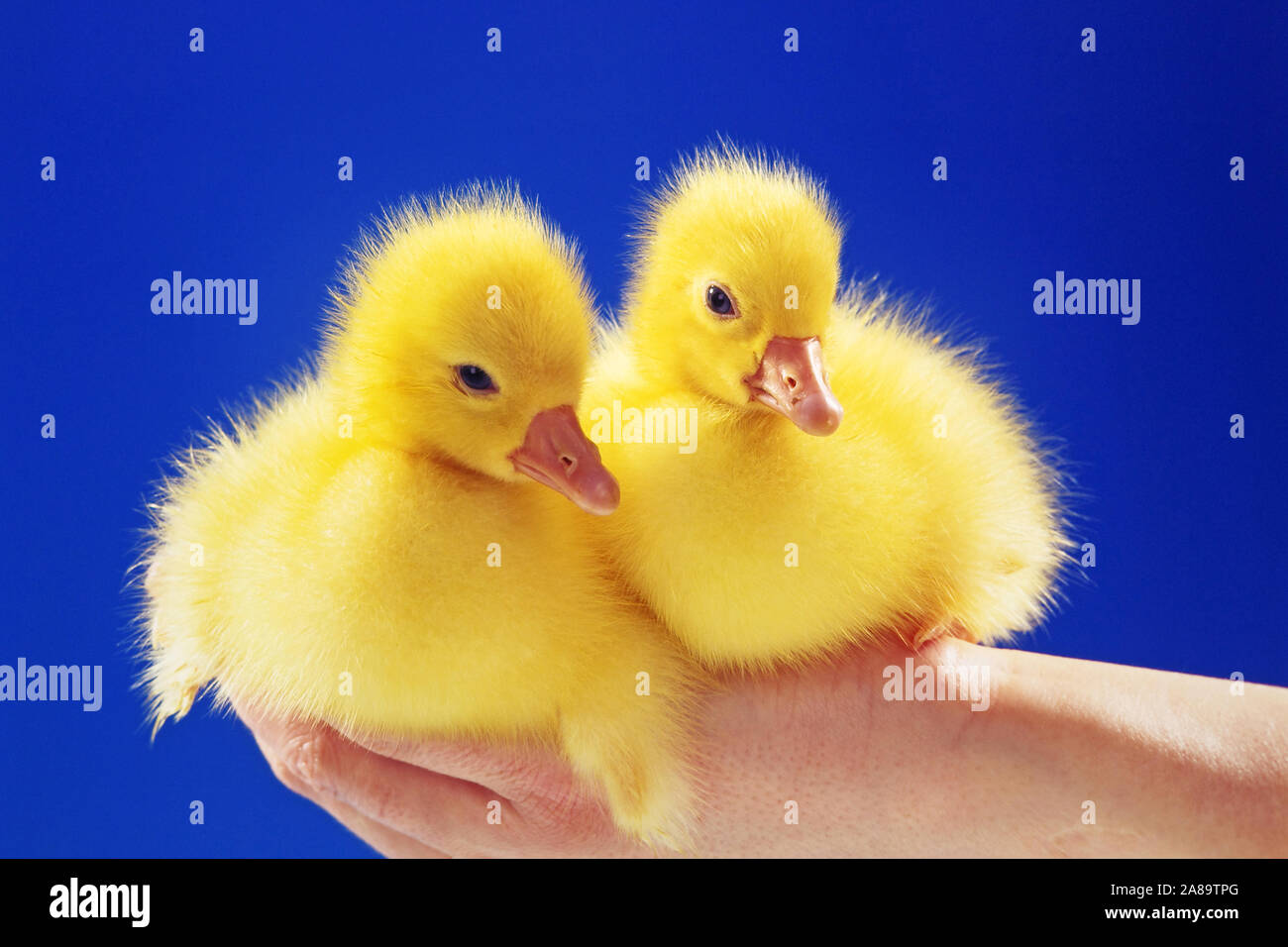 Zwei junge Entenküken sitzen auf einer Hand, Symbolfoto, Ostern, Stock Photo