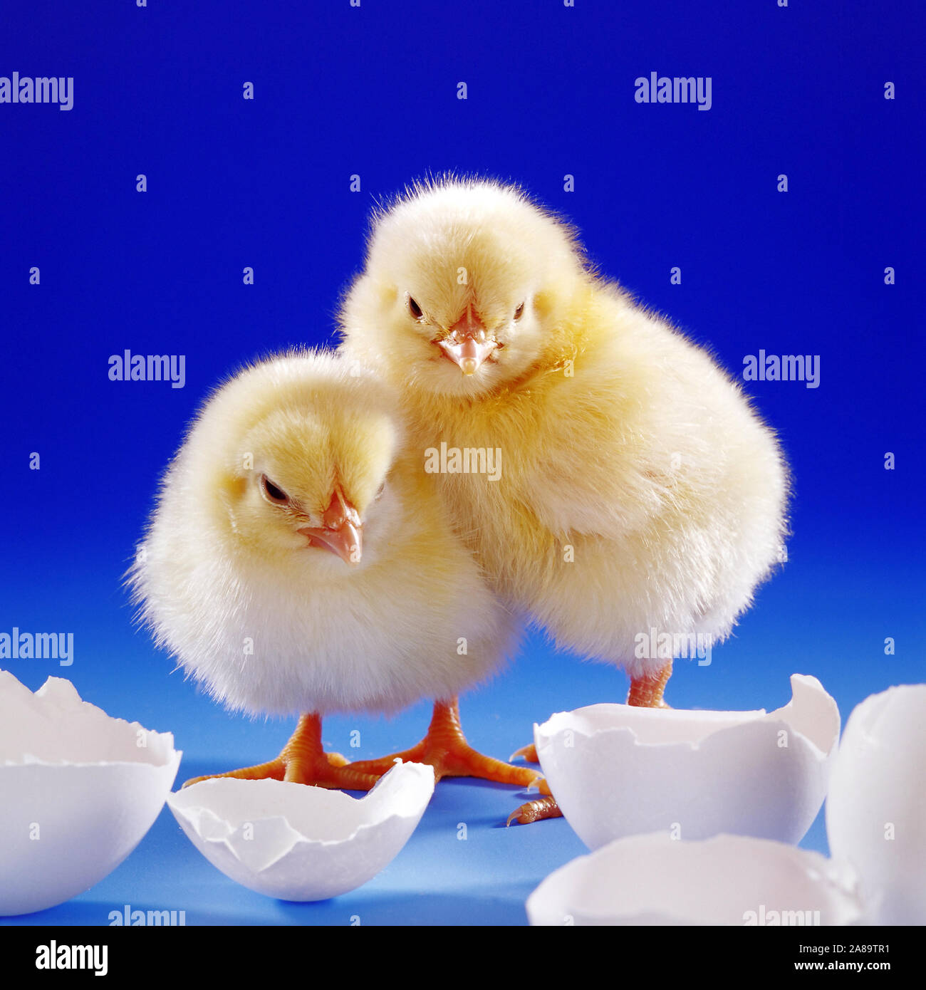 Zwei junge Hühner, Küken, Studioaufnahme, Symbolfoto, Ostern, Geburt, Eischale, Ei, Symbolfoto Stock Photo