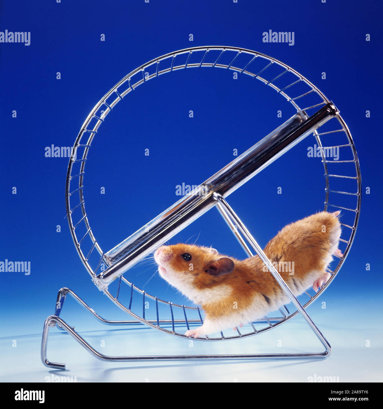 Goldhamster im Hamsterrad, Laufrad Stock Photo - Alamy