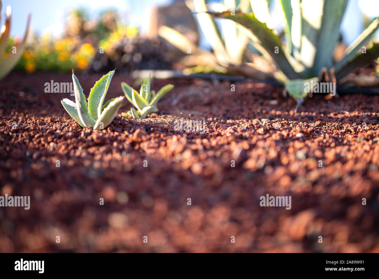 small green Aloe Vera plants growing on red volcanic soil Stock Photo