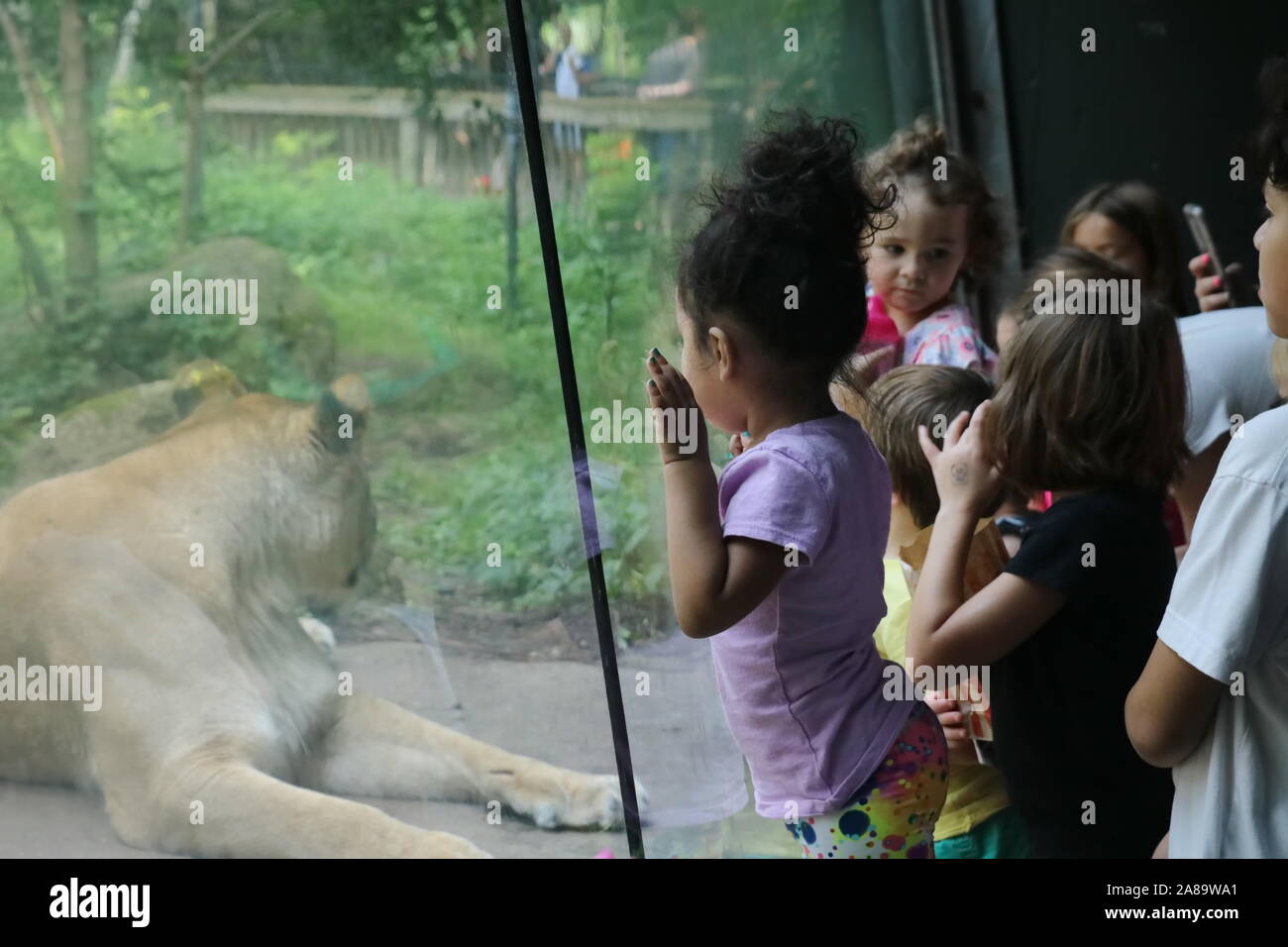 Madison, WI / USA - August 5, 2018: Curious little black girl leans against the glass separating her and a lioness in its enclosure Stock Photo