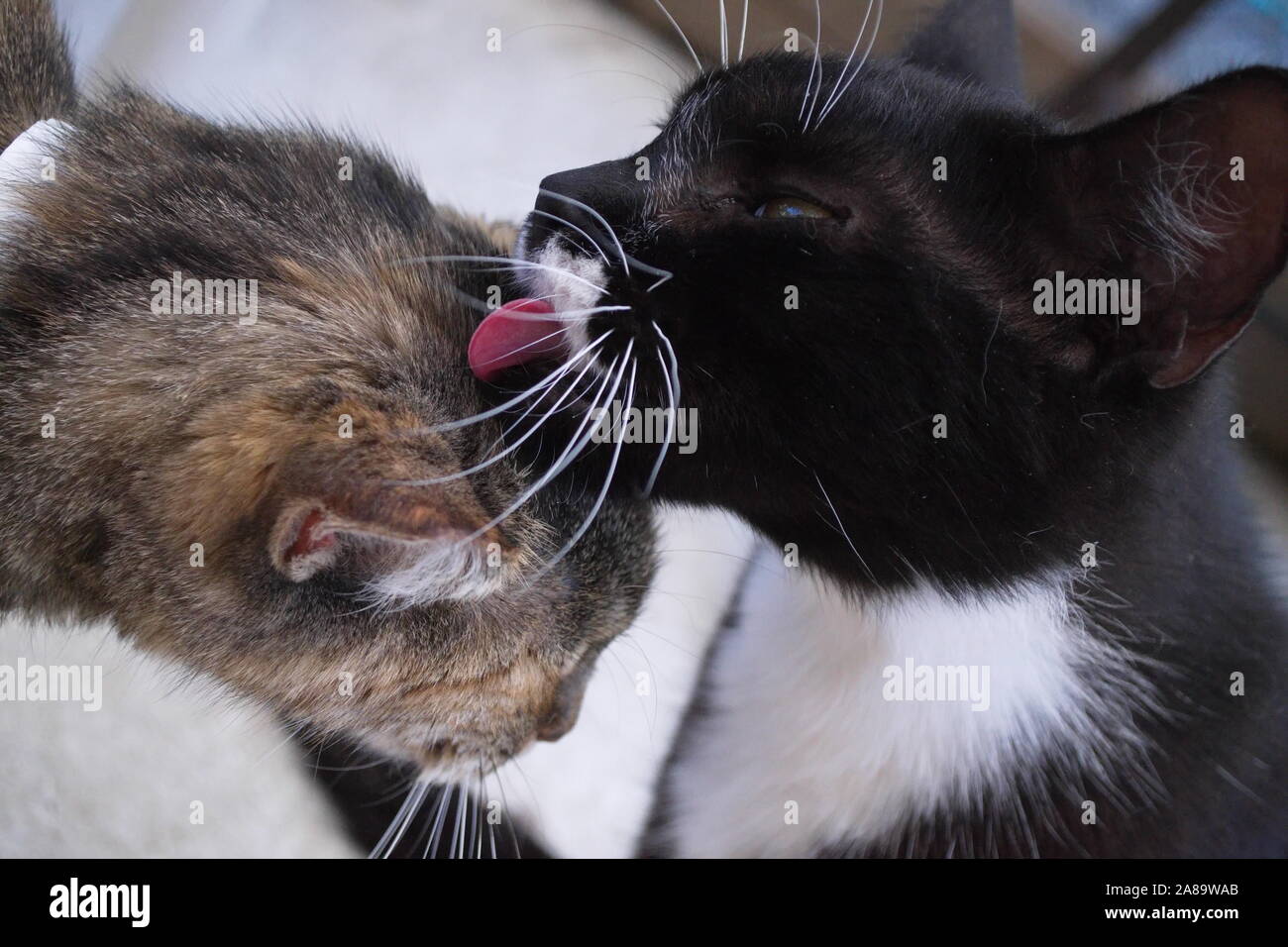 Black and white feral cat licking the head of another feral cat at a