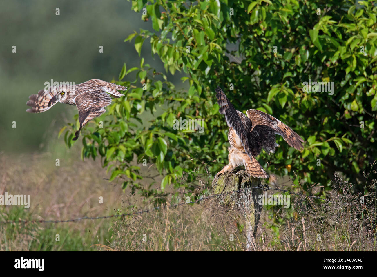 Short-eared owl (Asio flammeus / Asio accipitrinus) pair landing on fence post along field Stock Photo