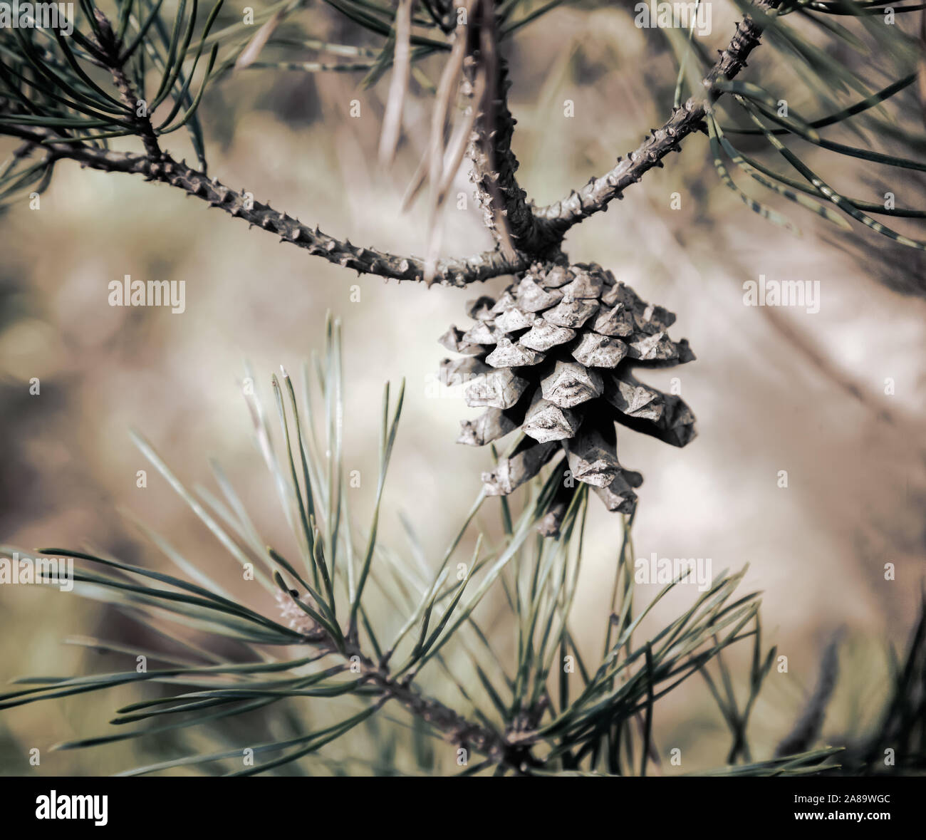 Pine cone on a tree branch in the woods. Stock Photo