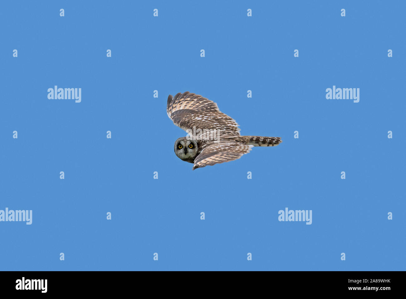 Short-eared owl (Asio flammeus / Asio accipitrinus) in flight against blue sky Stock Photo