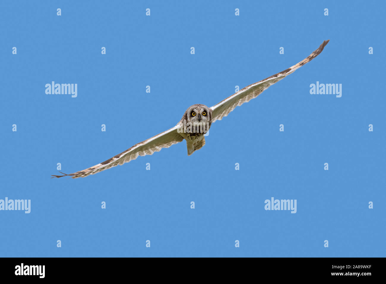 Short-eared owl (Asio flammeus / Asio accipitrinus) in flight against blue sky Stock Photo
