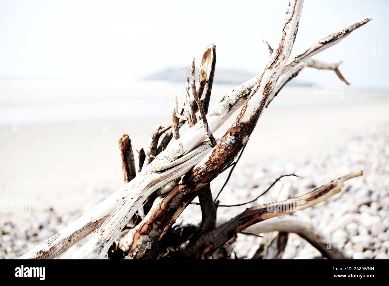 Driftwood on beach Stock Photo Alamy