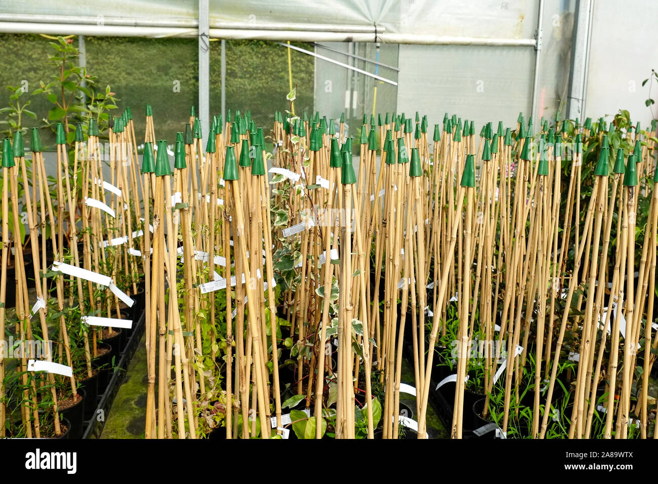 Bamboo canes used as frames for climbing plants inside a poly tunnel in a garden centre nursery. Stock Photo