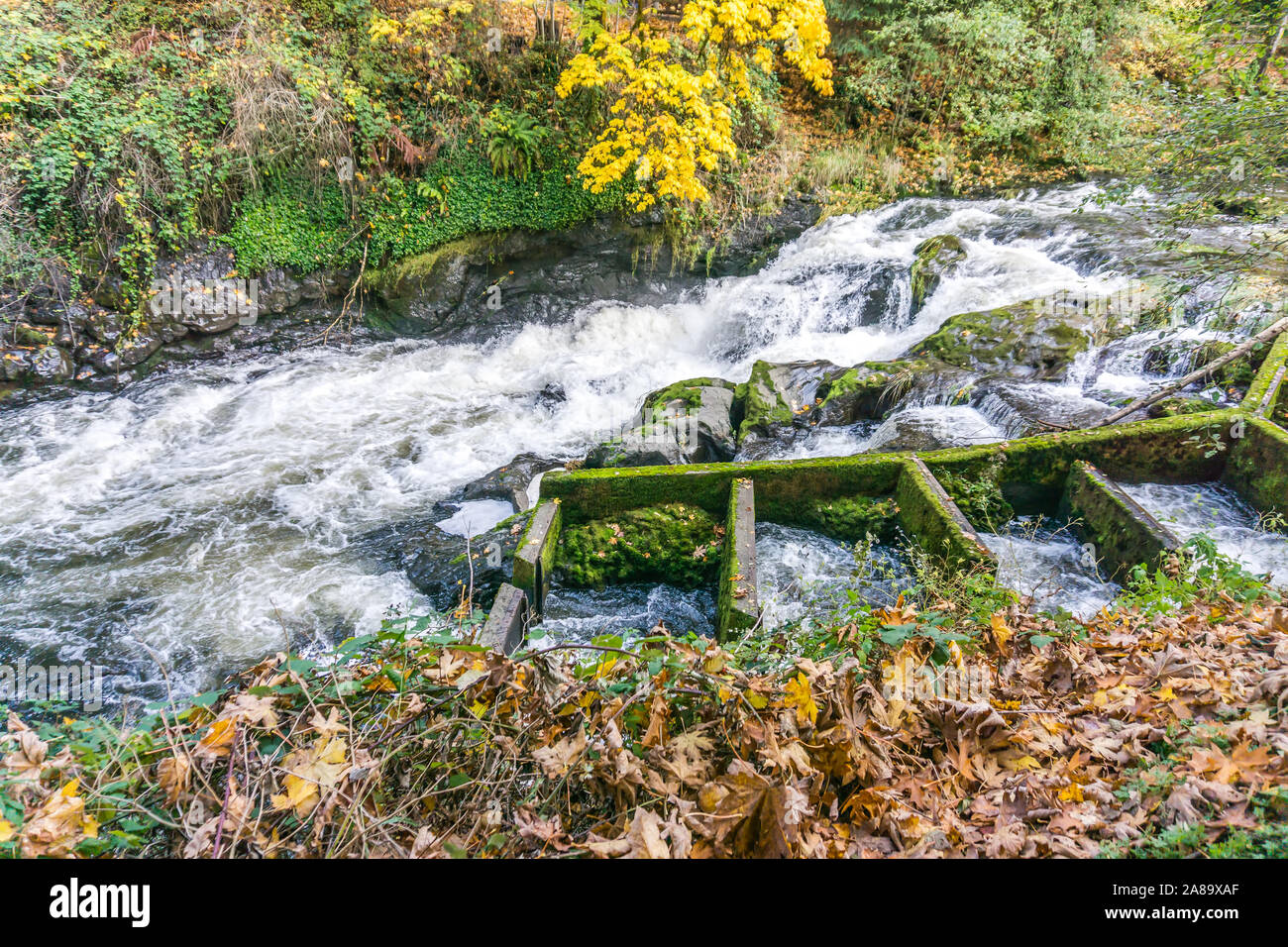 Fish ladder at Tumwater Falls Park in Washington State Stock Photo - Alamy