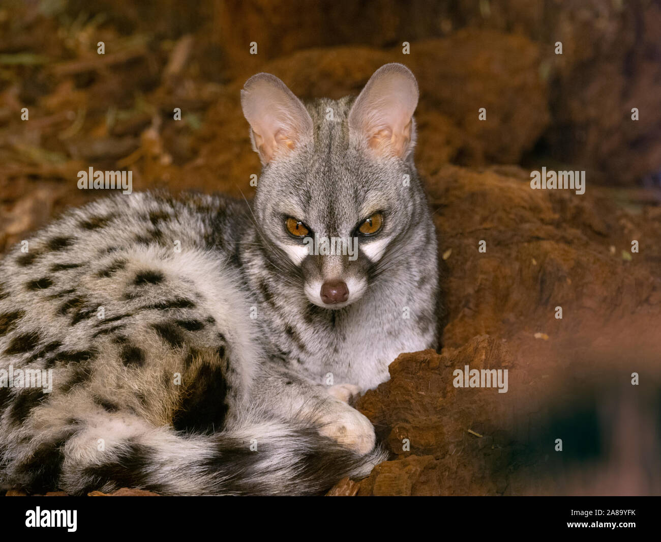 Common Genet or Aquatic genet Genetta Stock Photo