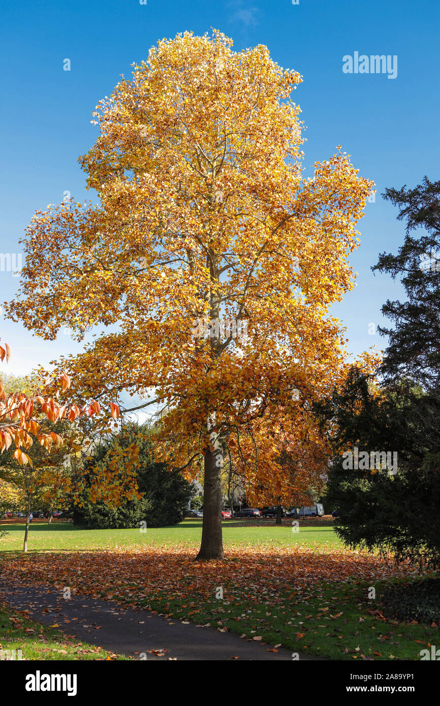Beautiful parkland trees hi-res stock photography and images - Alamy