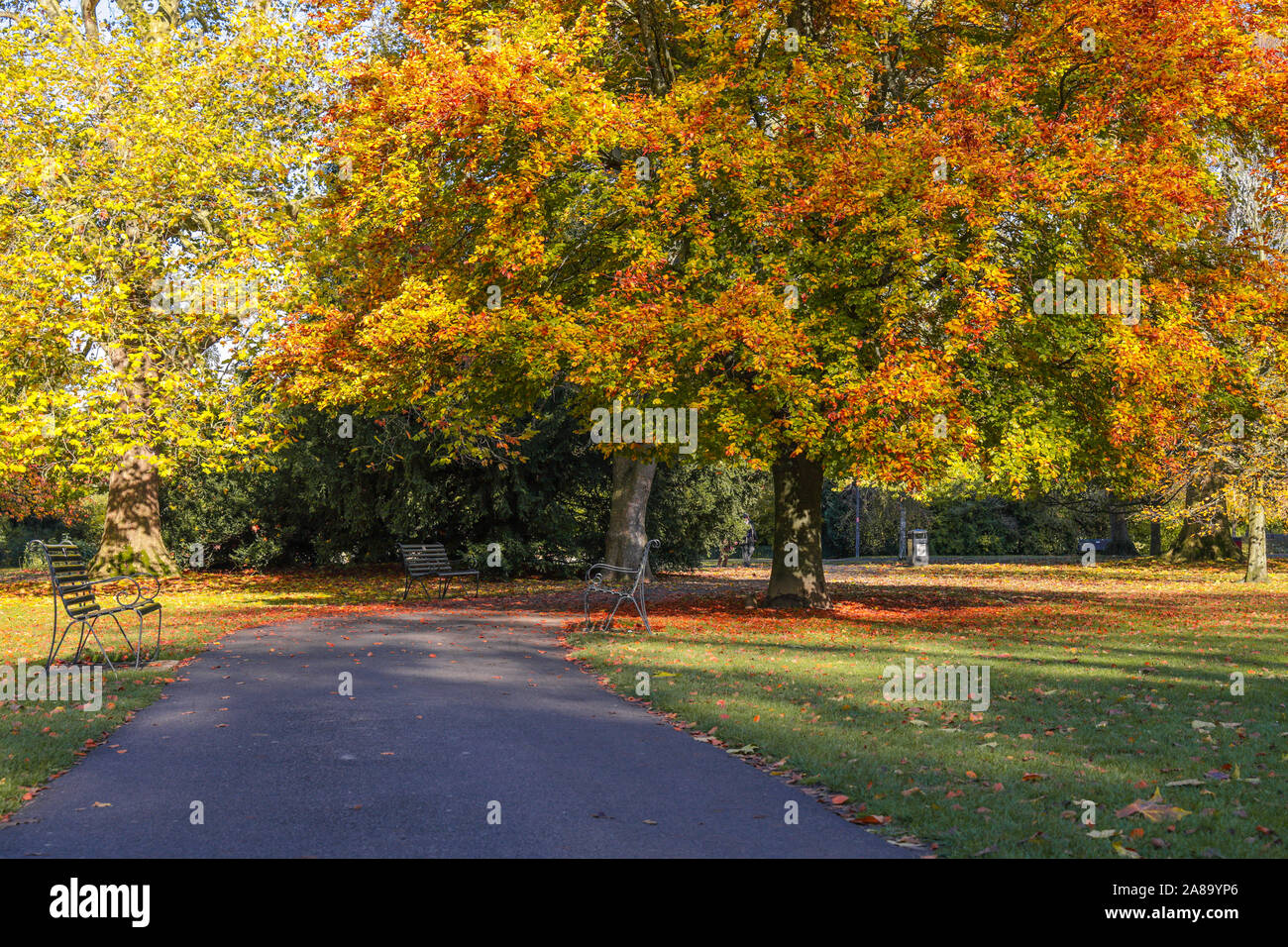 Beautiful parkland trees hi-res stock photography and images - Alamy