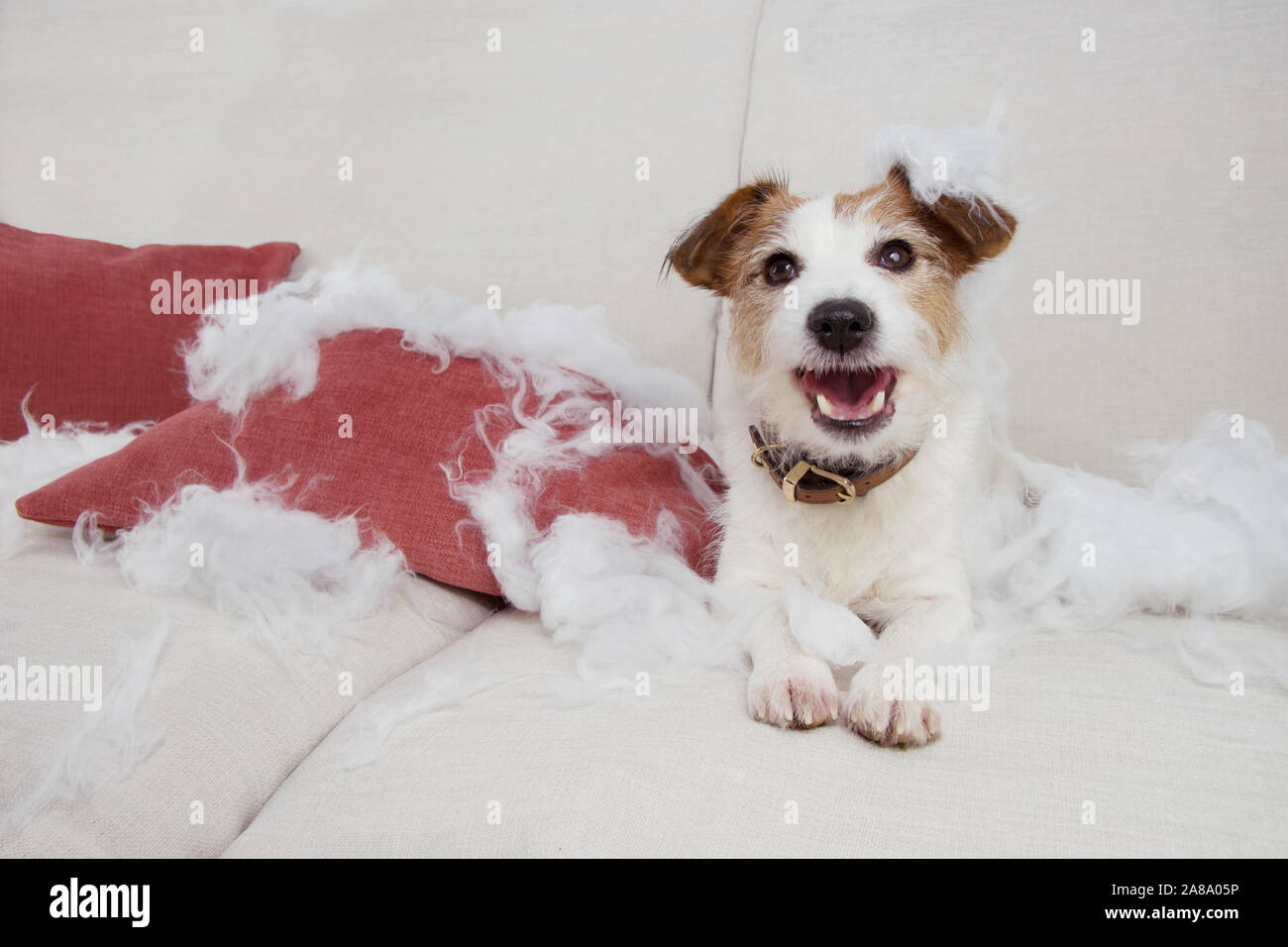 naughty jack russell terrier