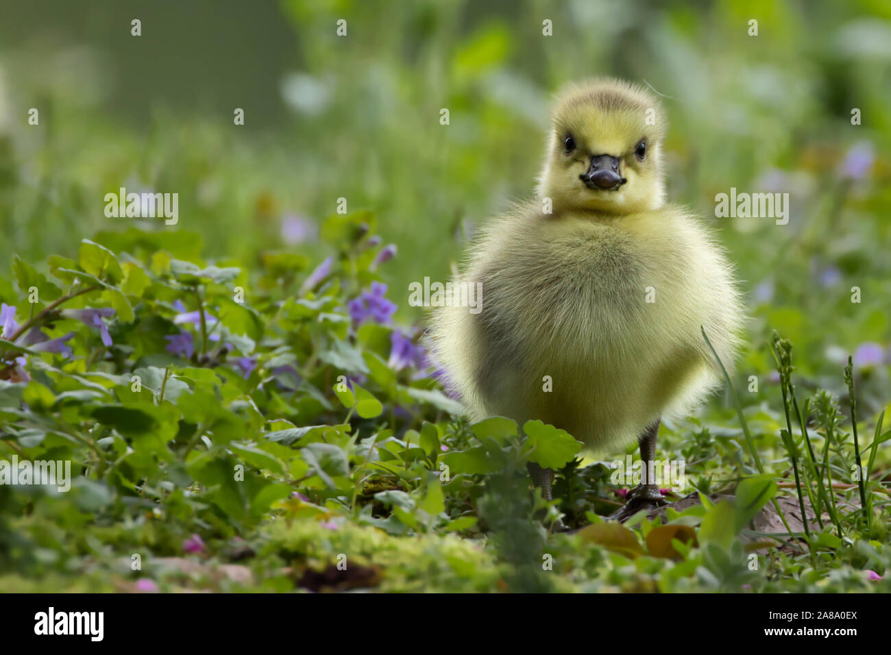 Canada Goose Gosling Standing In the Wildflowers at the Pond In Gladstone, New Jersey Stock Photo