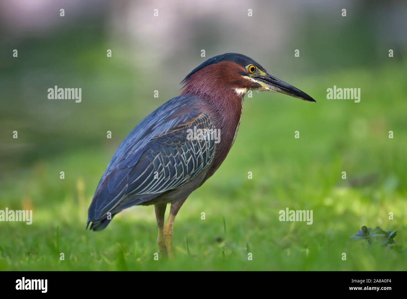 Peapack gladstone hires stock photography and images Alamy